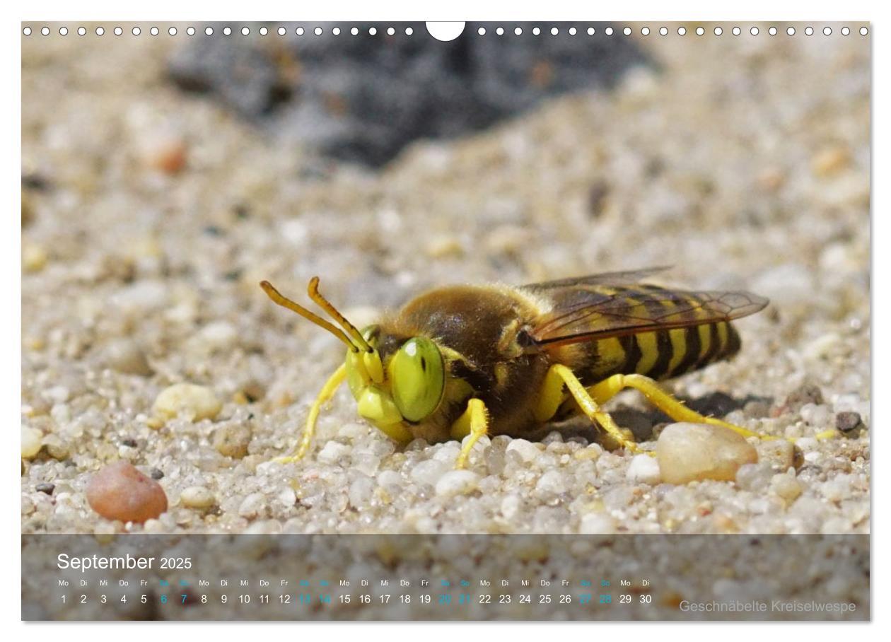 Bild: 9783383992971 | Kleine Kostbarkeiten Insekten (Wandkalender 2025 DIN A3 quer),...