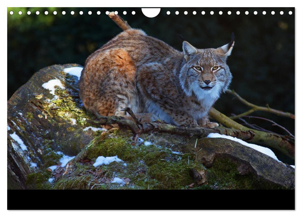 Bild: 9783435736645 | Der Luchs (Wandkalender 2025 DIN A4 quer), CALVENDO Monatskalender