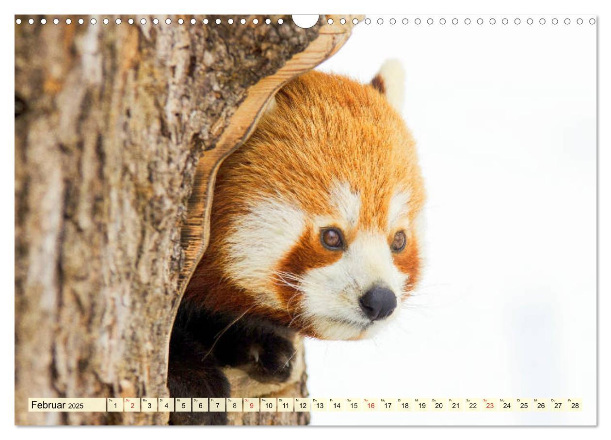 Bild: 9783435178353 | Roter Panda. Die superknuddeligen Katzenbären (Wandkalender 2025...