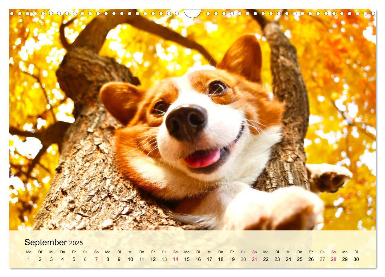 Bild: 9783435019809 | Welsh Corgi. Zauberhafter Dickkopf auf kurzen Beinen (Wandkalender...