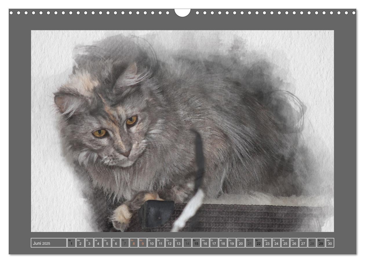 Bild: 9783435024186 | Maine Coon Aquarelle (Wandkalender 2025 DIN A3 quer), CALVENDO...