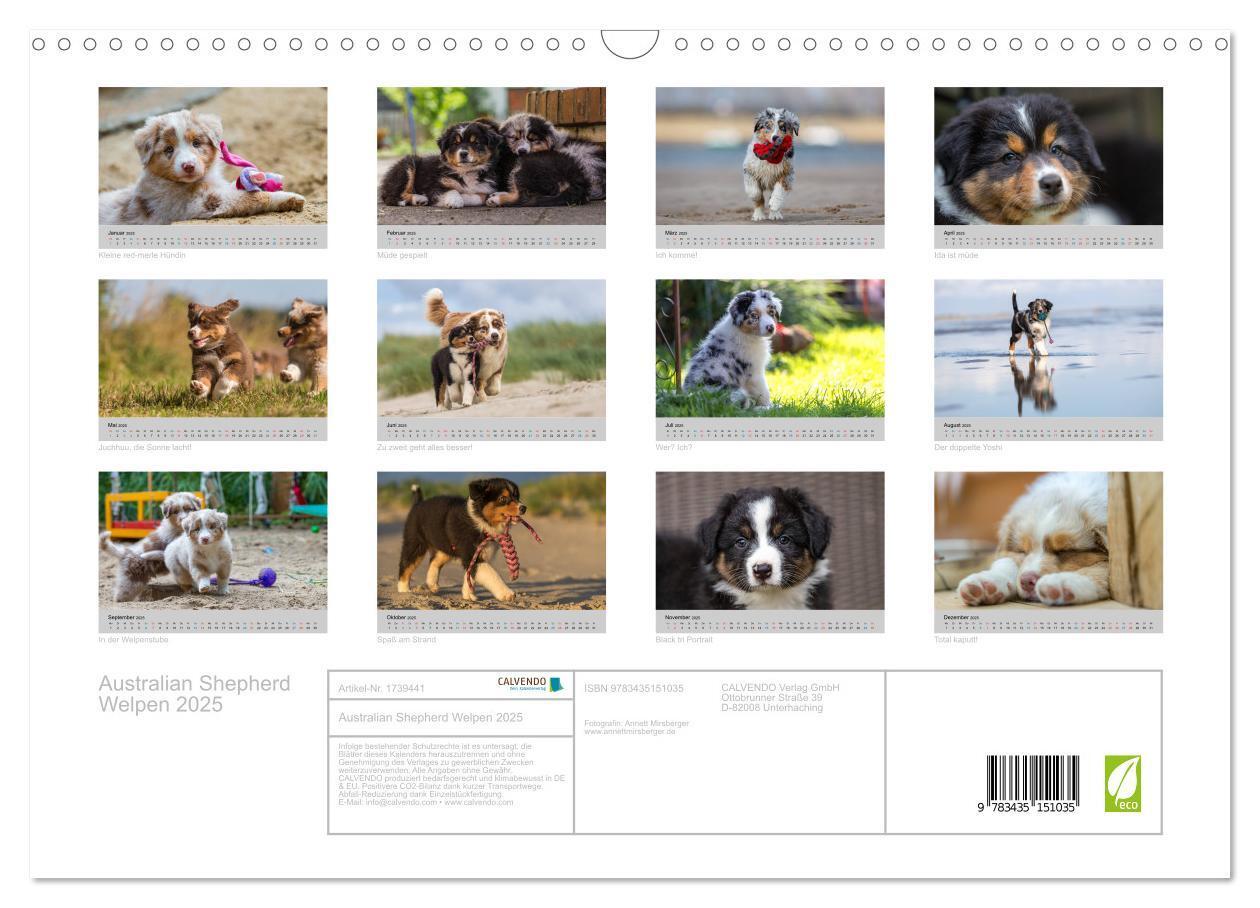 Bild: 9783435151035 | Australian Shepherd Welpen 2025 (Wandkalender 2025 DIN A3 quer),...