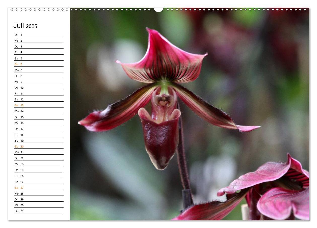 Bild: 9783435532391 | Prachtvolle Orchideen (Wandkalender 2025 DIN A2 quer), CALVENDO...