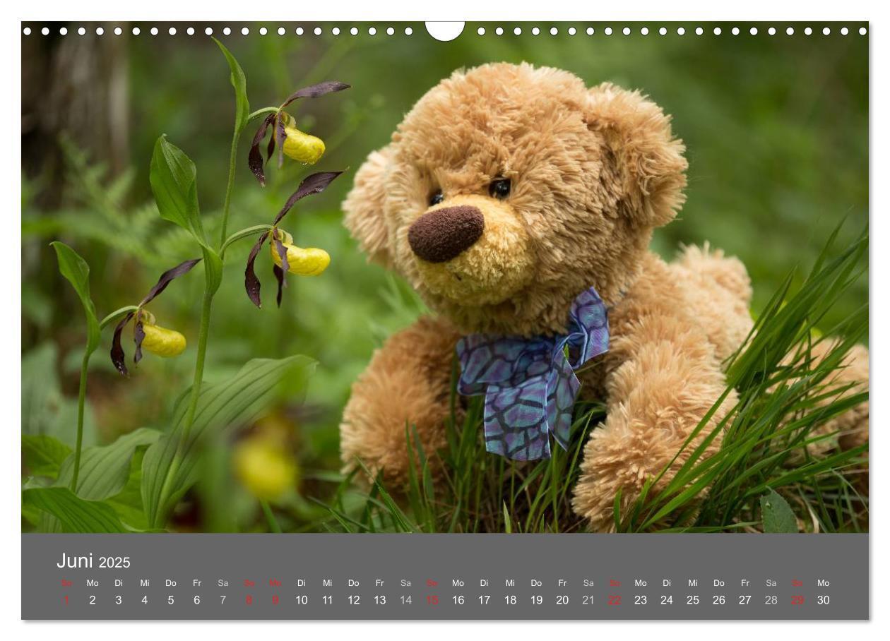 Bild: 9783435503063 | Travelling Teddy 2025 (Wandkalender 2025 DIN A3 quer), CALVENDO...