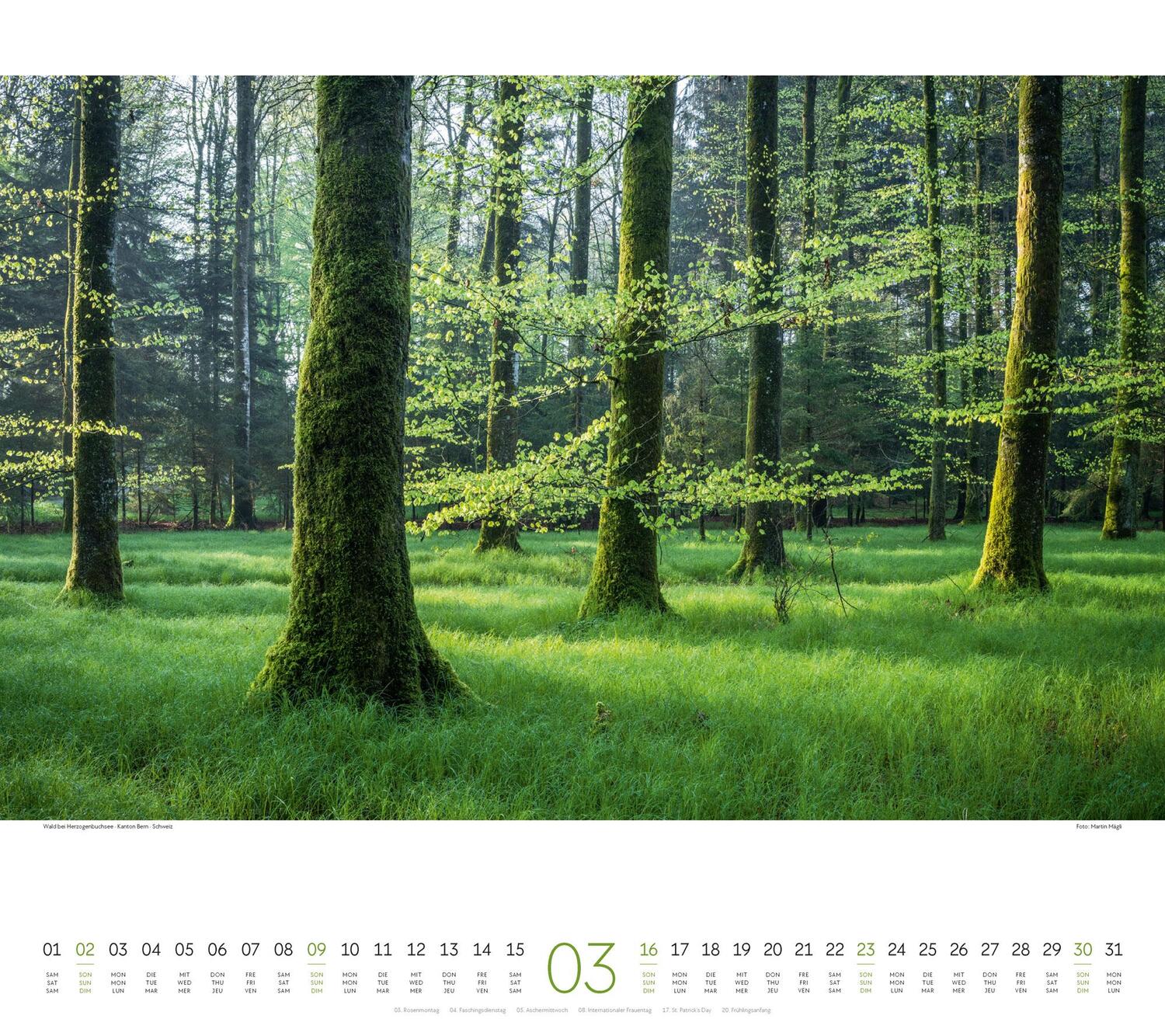 Bild: 9783838425221 | Wald Kalender 2025 | Ackermann Kunstverlag | Kalender | Spiralbindung