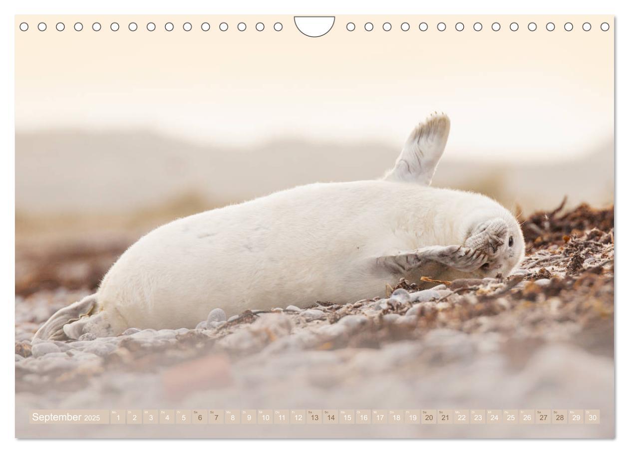 Bild: 9783435252442 | Kegelrobben - Die Kegelrobben von Helgoland (Wandkalender 2025 DIN...