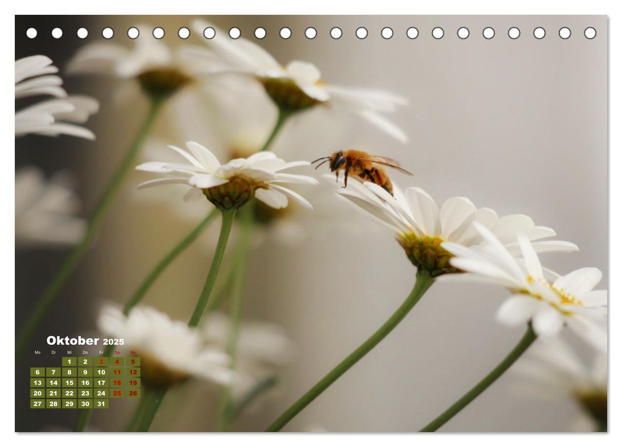 Bild: 9783383772054 | Klein aber oho. Die bunte Welt der Insekten (Tischkalender 2025 DIN...