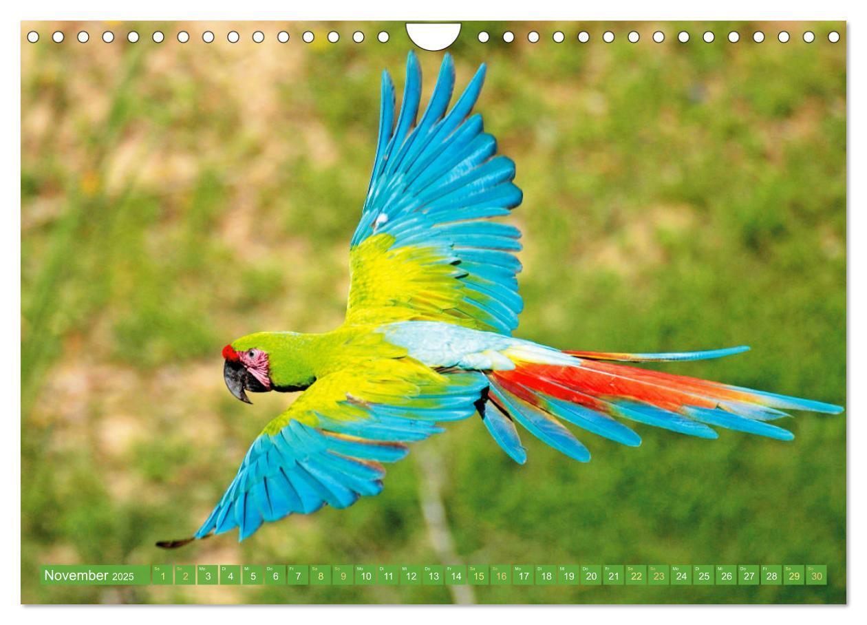 Bild: 9783383777967 | Papageien: Farbenpracht im Flug (Wandkalender 2025 DIN A4 quer),...