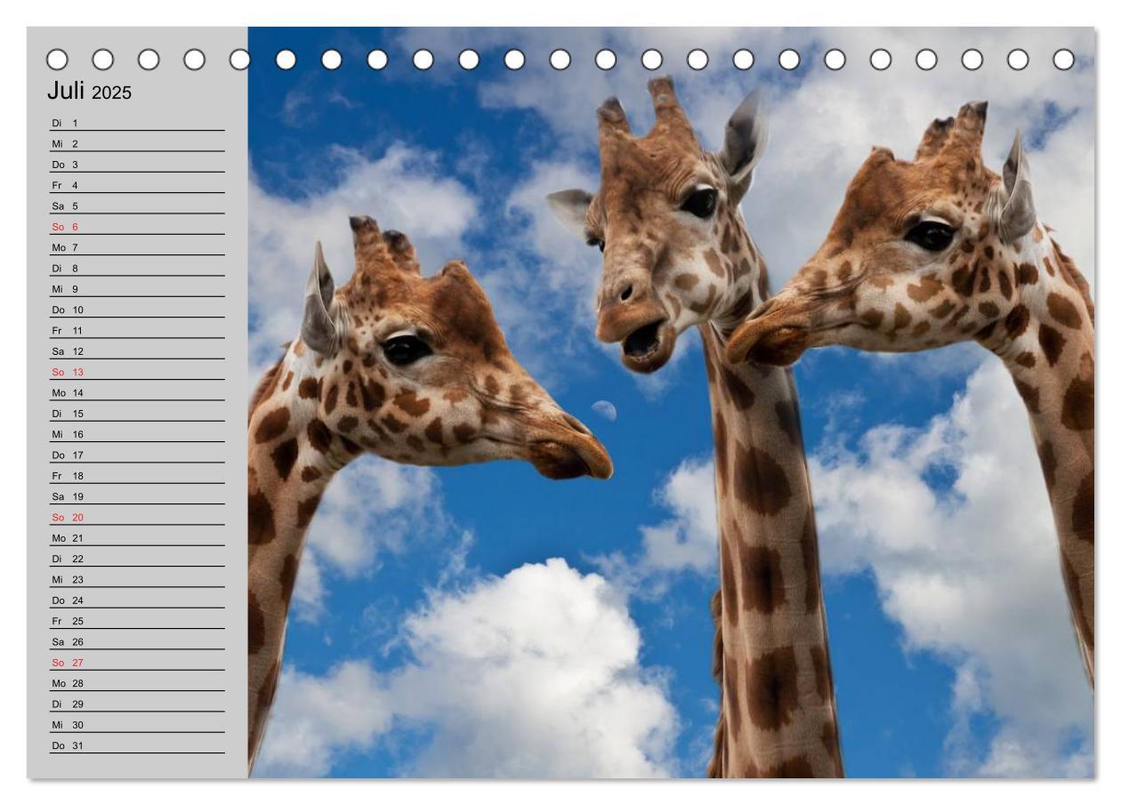 Bild: 9783435534012 | Giraffen. Dem Himmel so nah (Tischkalender 2025 DIN A5 quer),...