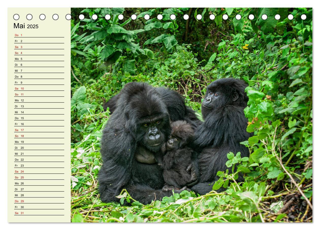 Bild: 9783435118489 | Berggorillas im Herzen Afrikas (Tischkalender 2025 DIN A5 quer),...