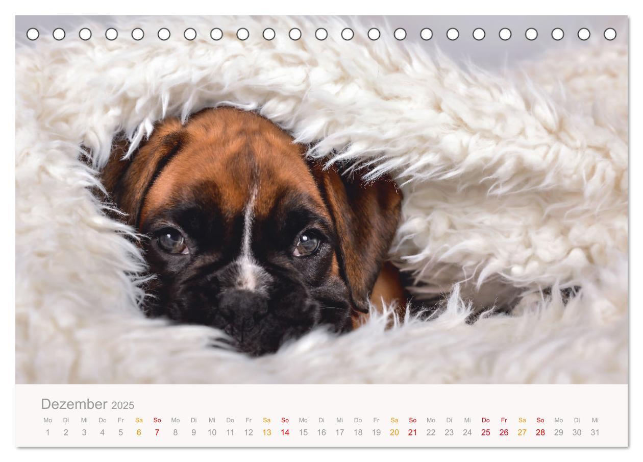 Bild: 9783457226216 | Boxer Welpen einfach zuckersüß (Tischkalender 2025 DIN A5 quer),...