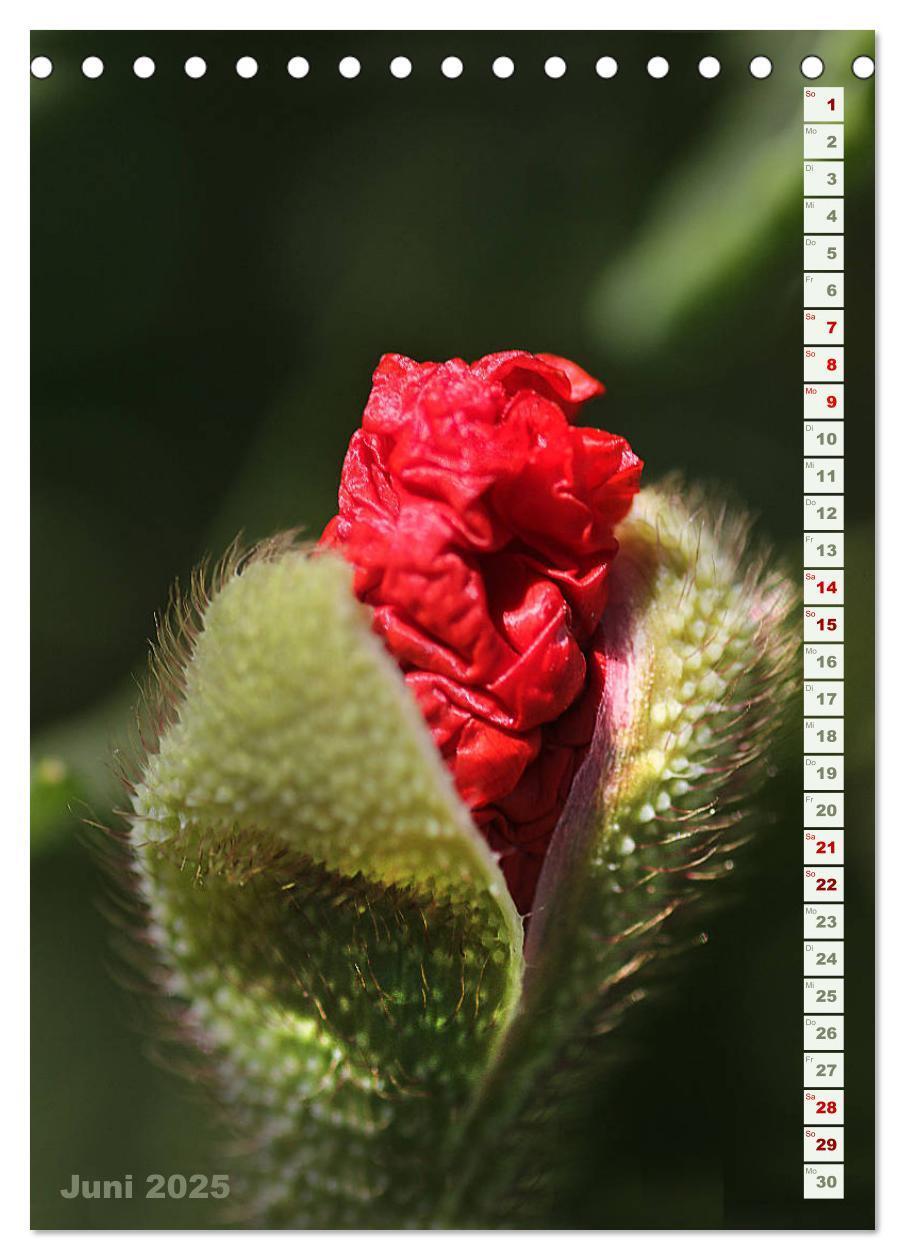 Bild: 9783435926992 | Es werde Mohn (Tischkalender 2025 DIN A5 hoch), CALVENDO...