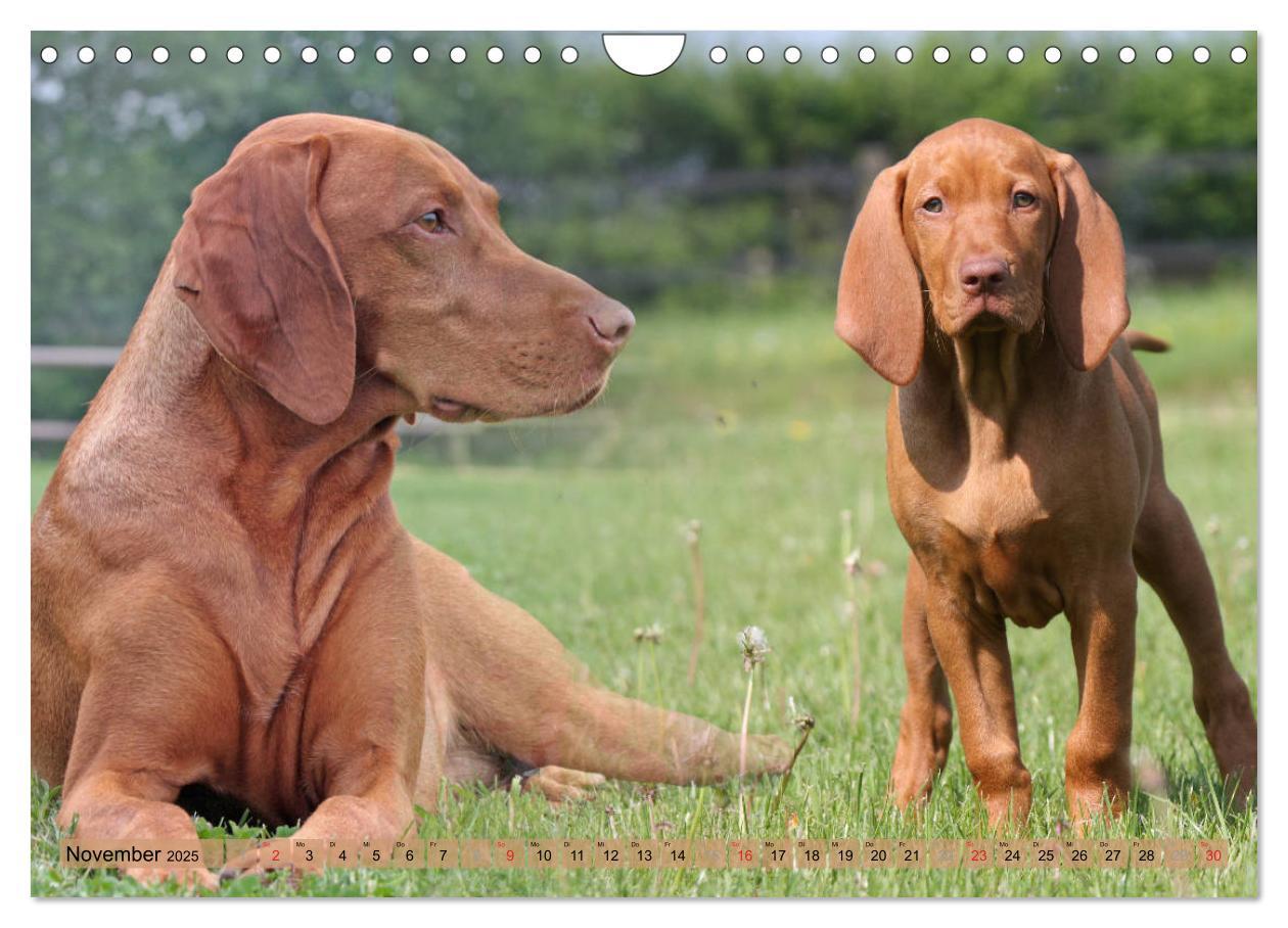 Bild: 9783435794867 | Magyar Vizsla - Vielseitiger Jagdhund mit Familienanschluss...