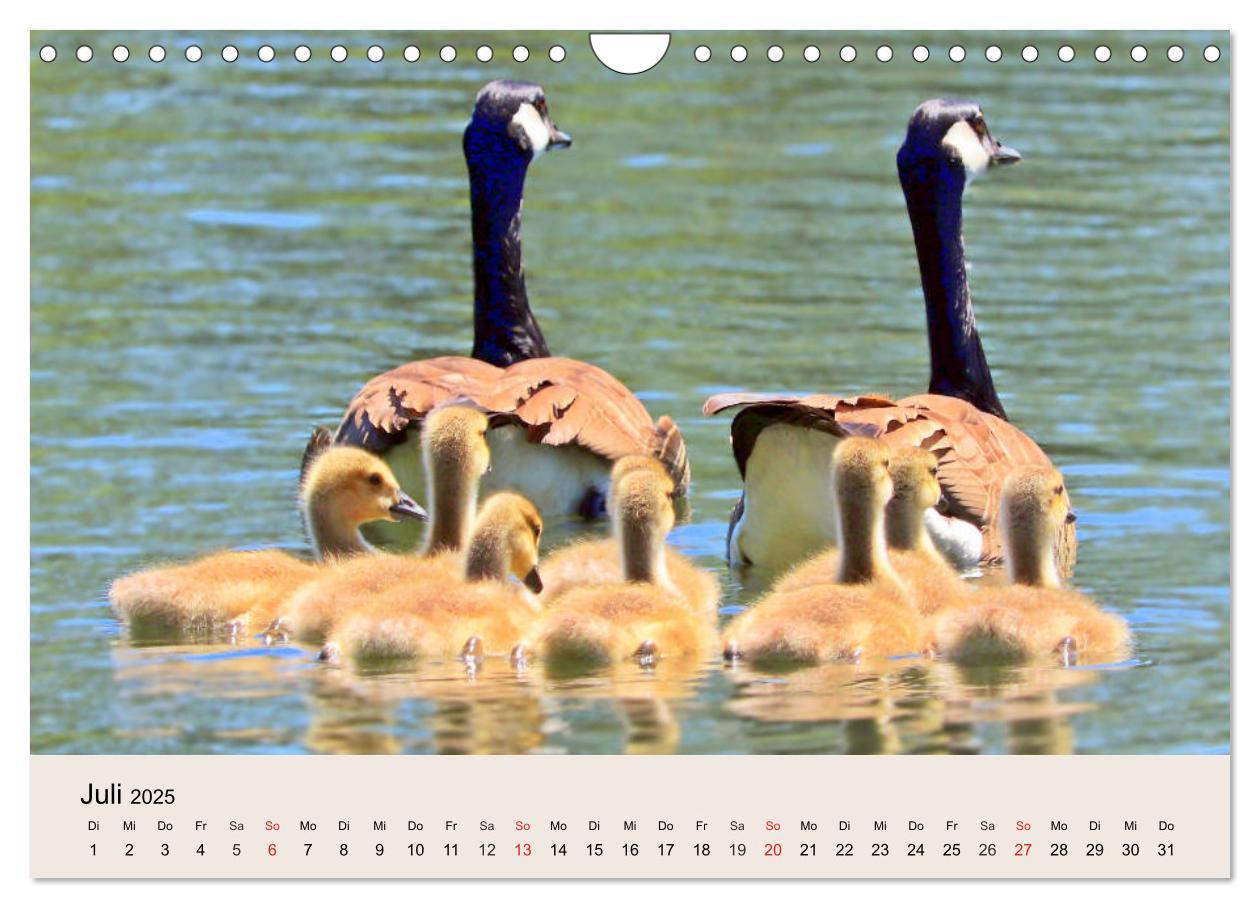 Bild: 9783435316755 | Gänse. Von wegen dumme Gans! (Wandkalender 2025 DIN A4 quer),...