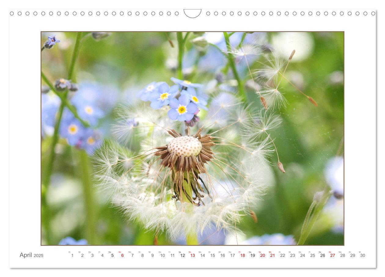 Bild: 9783435078141 | Sanfte Natur (Wandkalender 2025 DIN A3 quer), CALVENDO Monatskalender