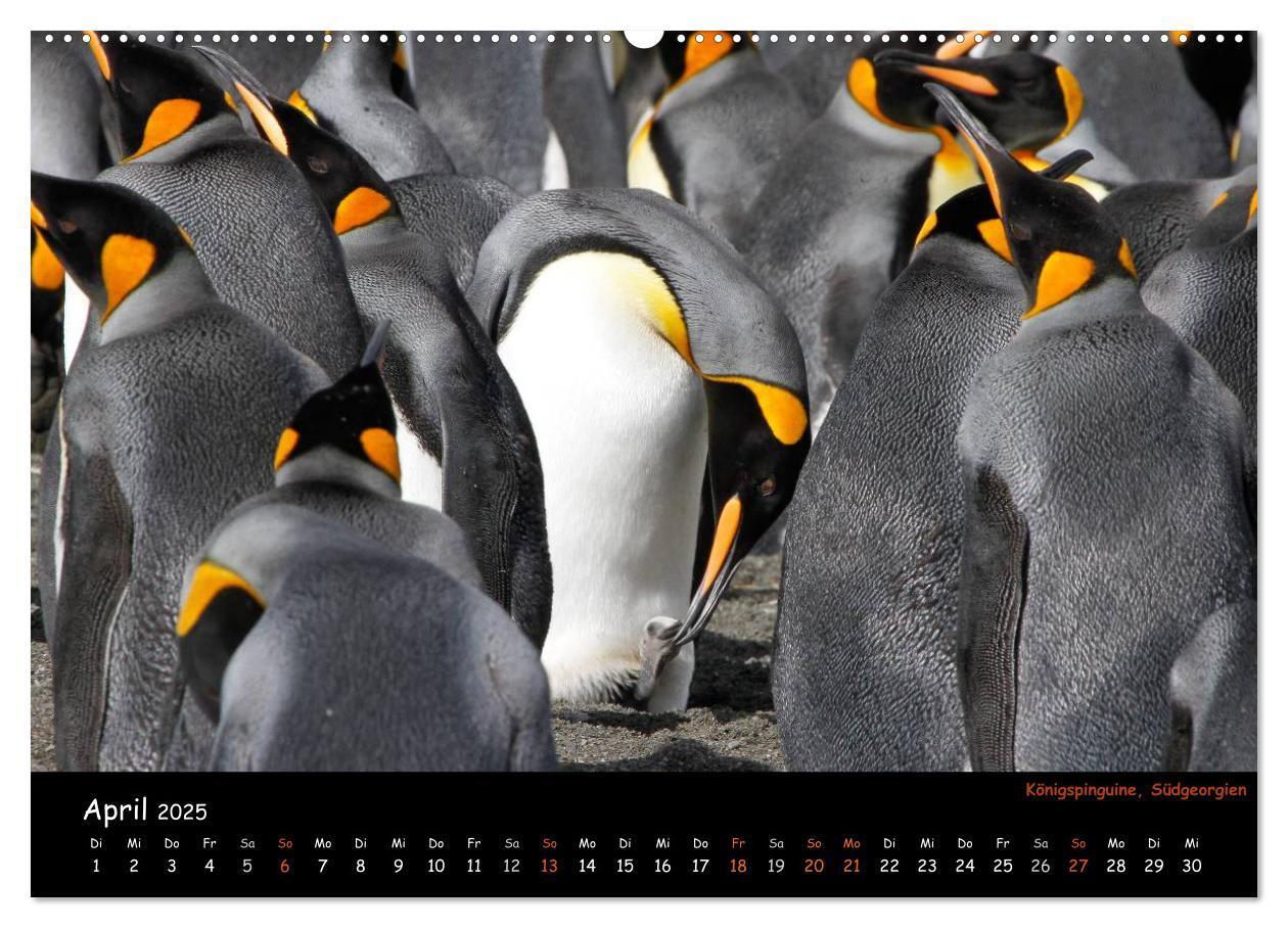 Bild: 9783435811700 | Pinguine aus aller Welt (Wandkalender 2025 DIN A2 quer), CALVENDO...