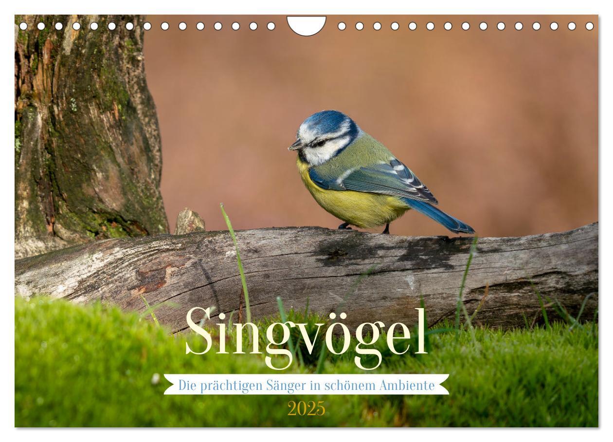 Cover: 9783383962998 | SINGVÖGEL - Die prächtigen Sänger in schönem Ambiente (Wandkalender...