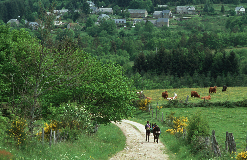 Bild: 9783981802559 | Esel - Wanderungen im Limousin | literarisch-fotografische Reisen