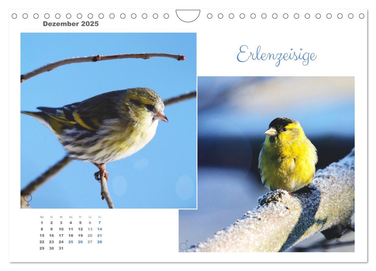 Bild: 9783435060269 | Vogel-Pärchen (Wandkalender 2025 DIN A4 quer), CALVENDO Monatskalender