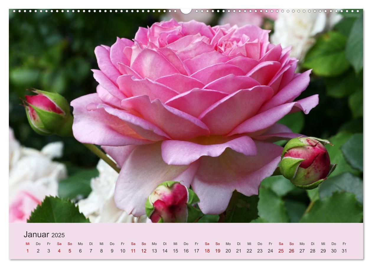 Bild: 9783435452743 | Rosen Reigen im Garten (Wandkalender 2025 DIN A2 quer), CALVENDO...