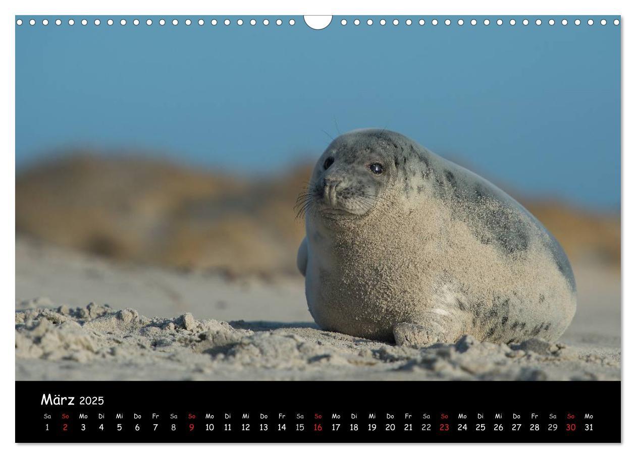 Bild: 9783435718733 | Robben auf Helgoland 2025 (Wandkalender 2025 DIN A3 quer), CALVENDO...