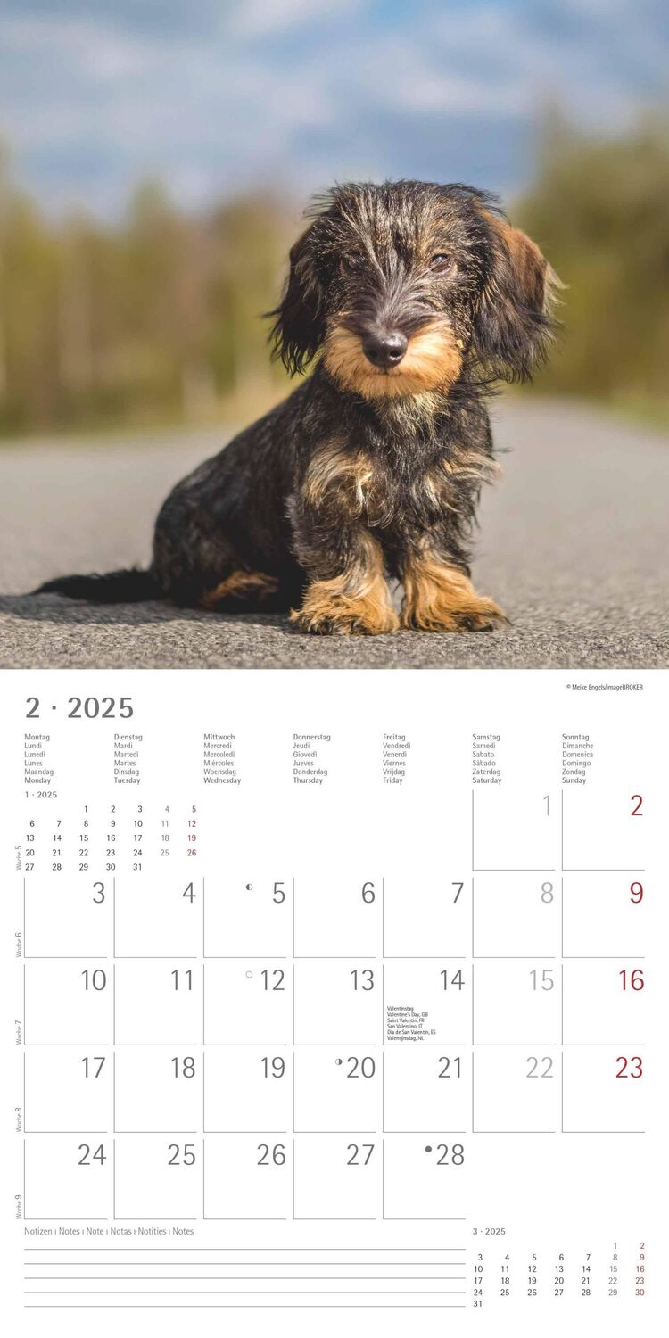 Bild: 4251732343033 | Dackel 2025 - Broschürenkalender 30x30 cm (30x60 geöffnet) -...