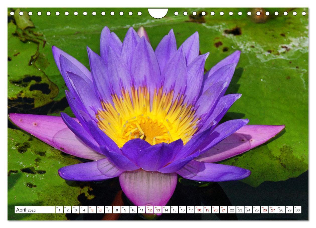 Bild: 9783435052356 | Asiatische Blumenpracht (Wandkalender 2025 DIN A4 quer), CALVENDO...