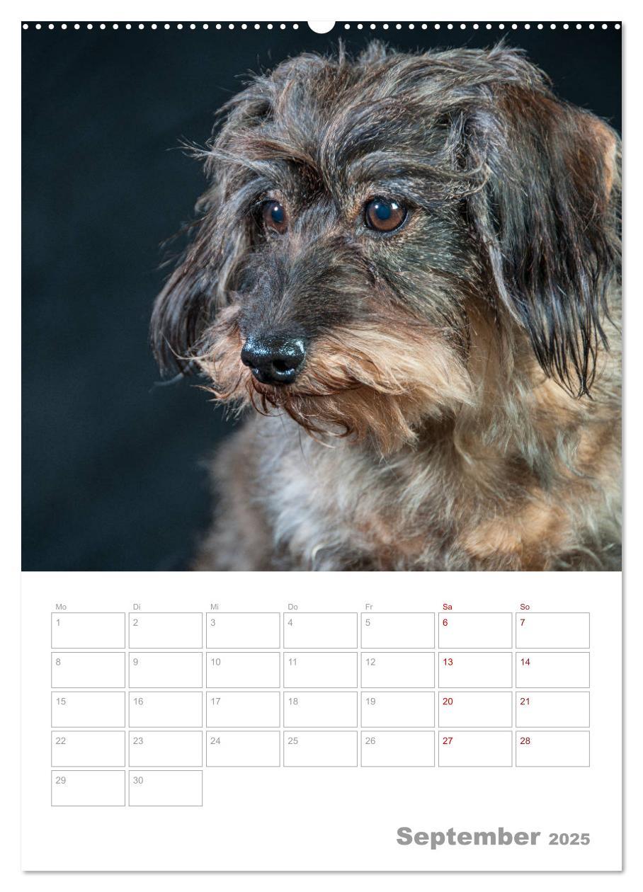 Bild: 9783435973354 | Dackelportraits (Wandkalender 2025 DIN A2 hoch), CALVENDO...