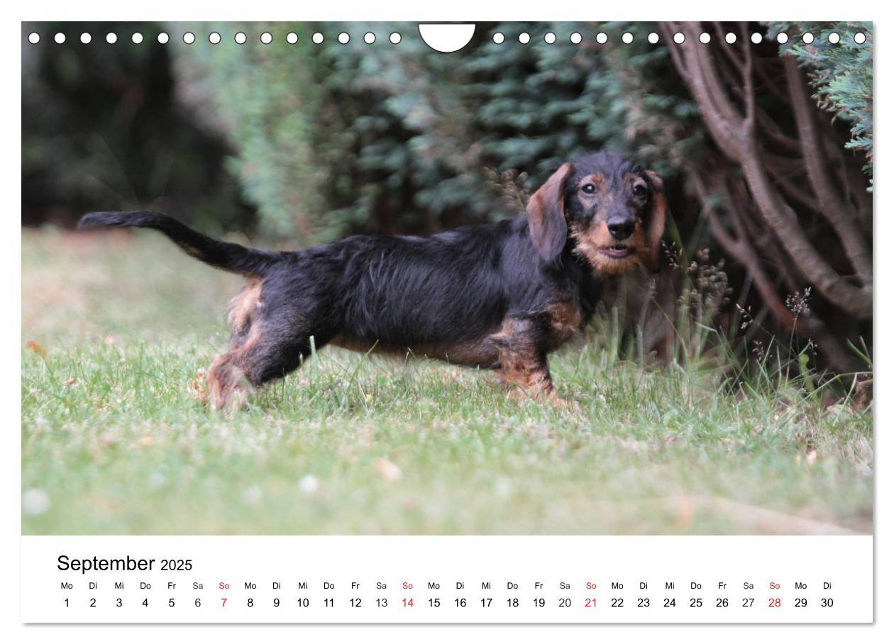 Bild: 9783435173419 | Ein Dackelkind blickt zurück (Wandkalender 2025 DIN A4 quer),...