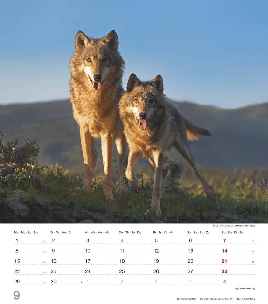 Bild: 4251732342166 | Alpha Edition - Mythos Wolf 2025 Bildkalender, 30,x34cm, Kalender...