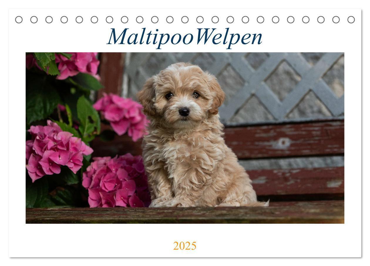 Cover: 9783435037353 | Maltipoo Welpen (Tischkalender 2025 DIN A5 quer), CALVENDO...