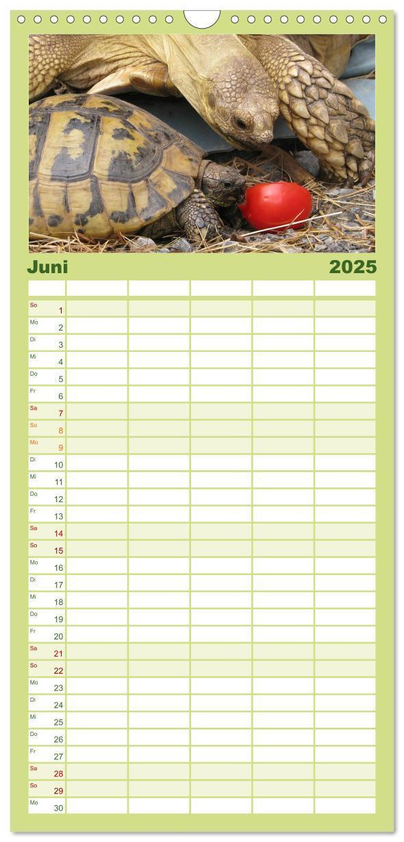 Bild: 9783457122938 | Familienplaner 2025 - Landschildkröten mit 5 Spalten (Wandkalender,...