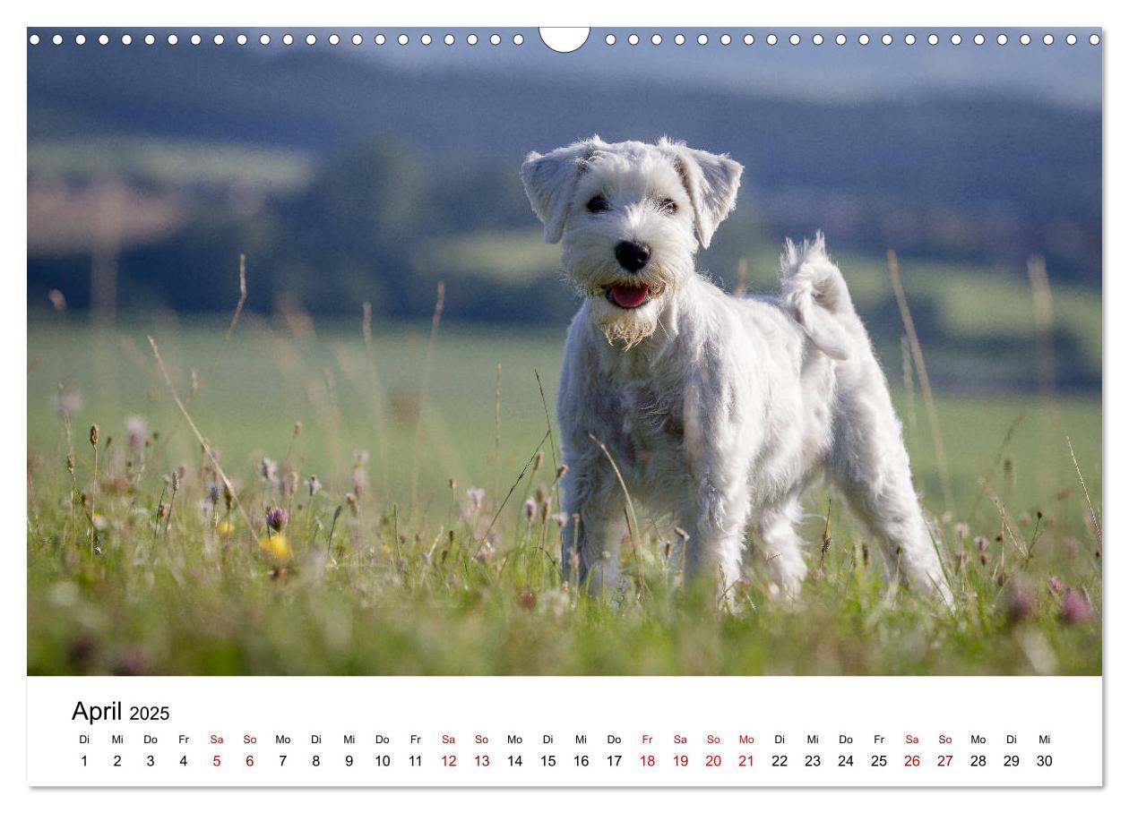 Bild: 9783435424535 | Schnauzer... von Zwergen und Riesen 2025 (Wandkalender 2025 DIN A3...