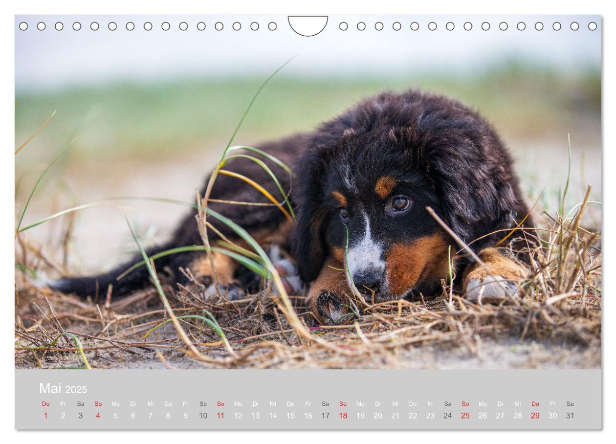 Bild: 9783435659890 | Liebling BERNER SENNENHUND (Wandkalender 2025 DIN A4 quer),...