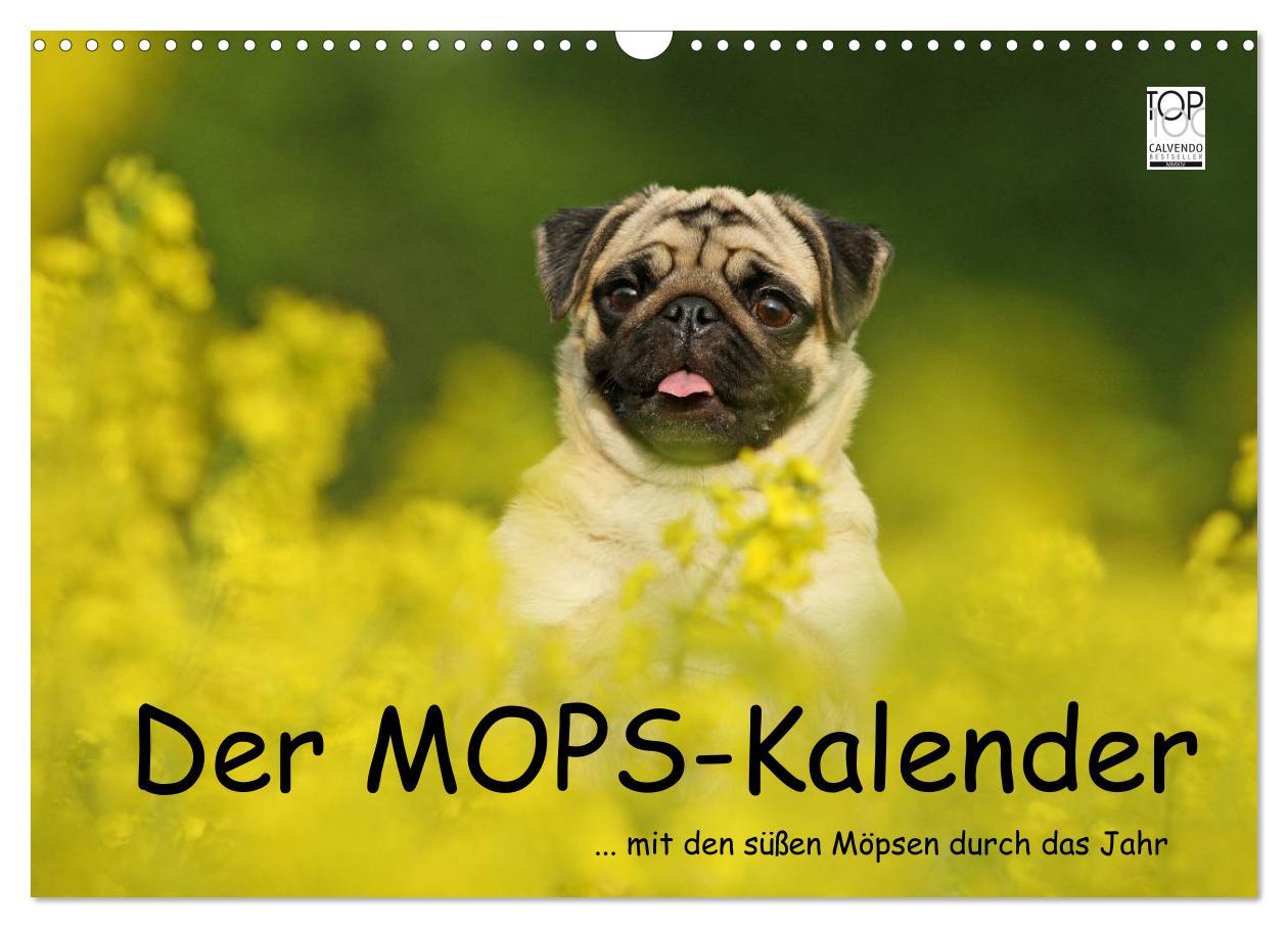 Cover: 9783435770557 | Der MOPS-Kalender (Wandkalender 2025 DIN A3 quer), CALVENDO...