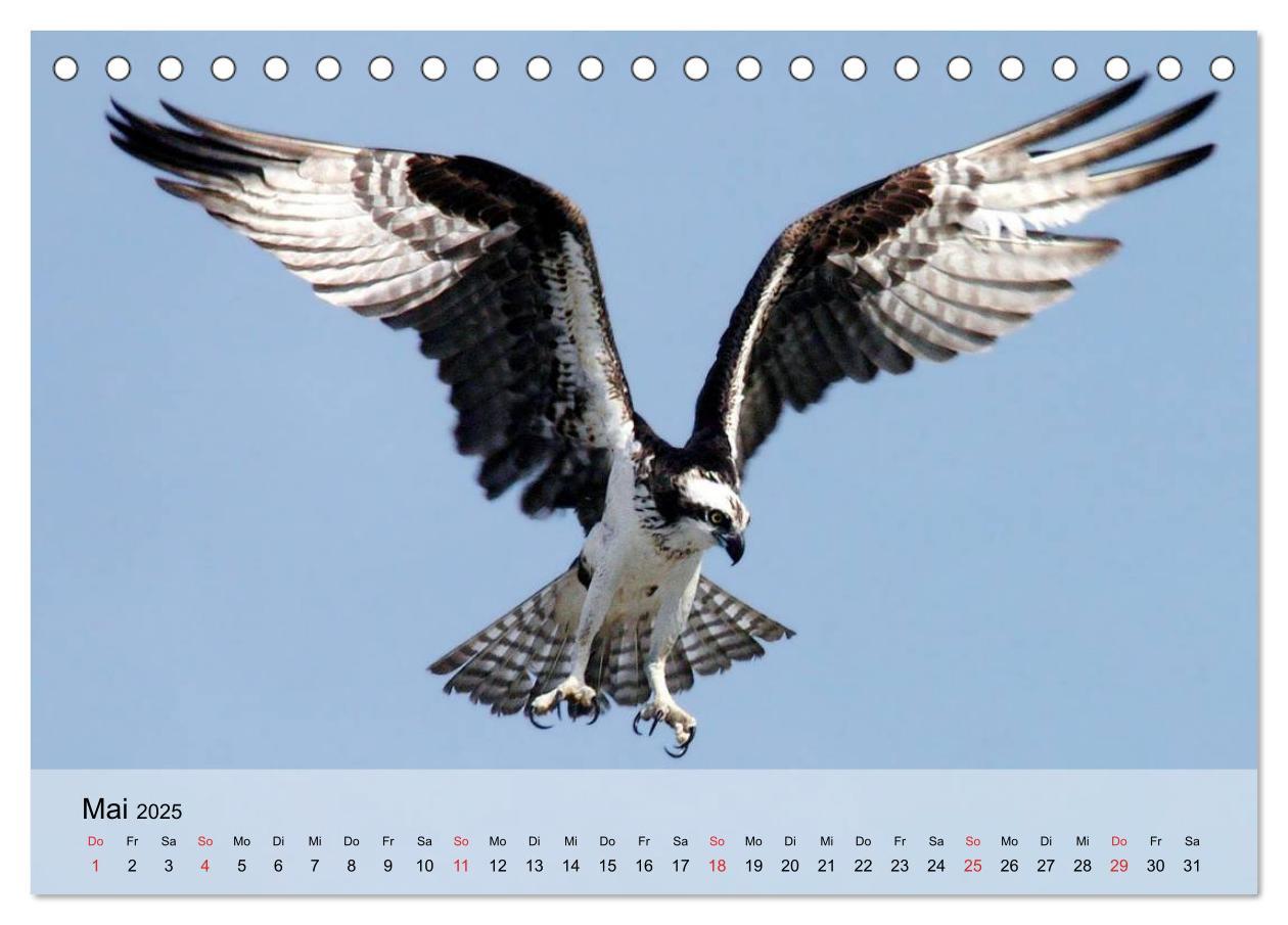 Bild: 9783435650330 | Falken und Greifvögel. Edle Jäger (Tischkalender 2025 DIN A5 quer),...