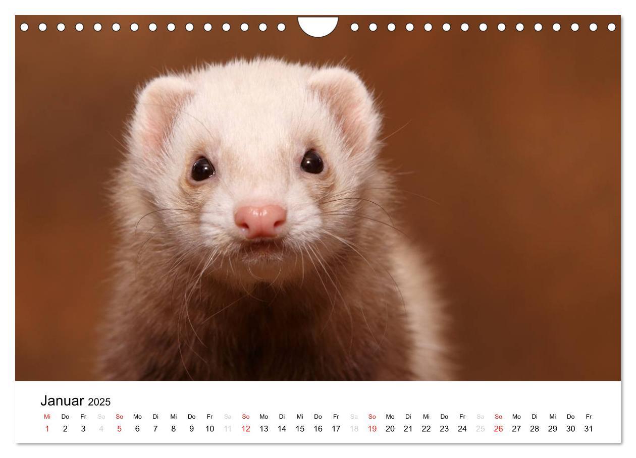 Bild: 9783435840083 | Frettchen - Ferrets (Wandkalender 2025 DIN A4 quer), CALVENDO...