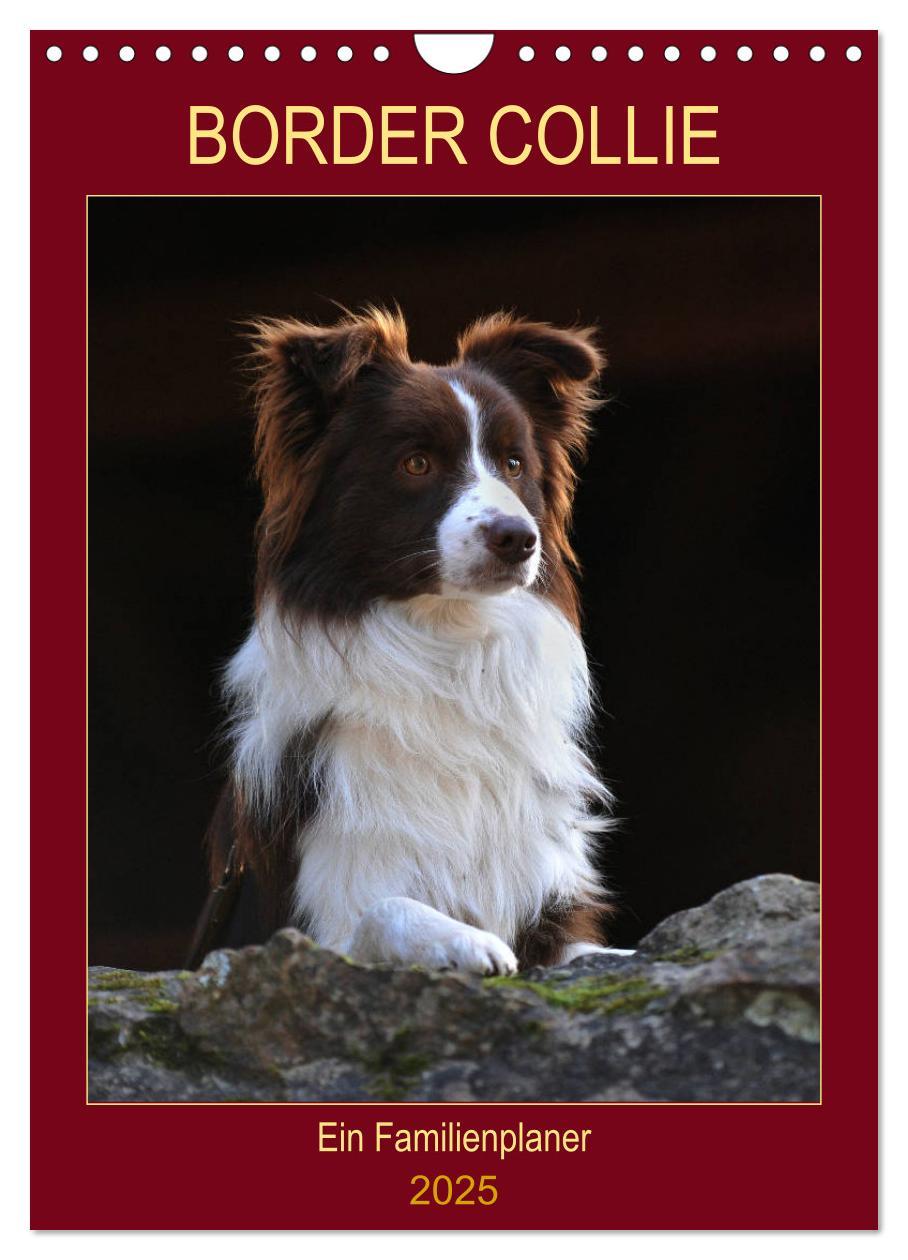 Cover: 9783435959617 | Border Collie - Ein Familienplaner (Wandkalender 2025 DIN A4 hoch),...