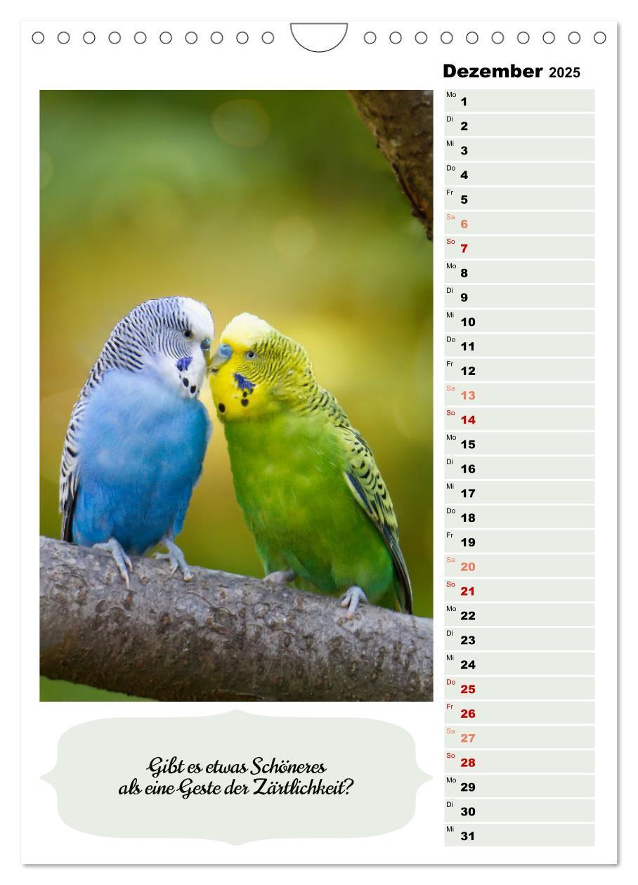 Bild: 9783435891009 | Niedliche Wellensittiche (Wandkalender 2025 DIN A4 hoch), CALVENDO...