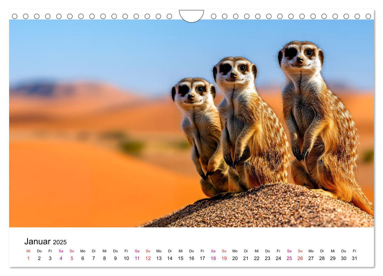 Bild: 9783457215081 | Erdmännchen - coole Typen (Wandkalender 2025 DIN A4 quer), CALVENDO...