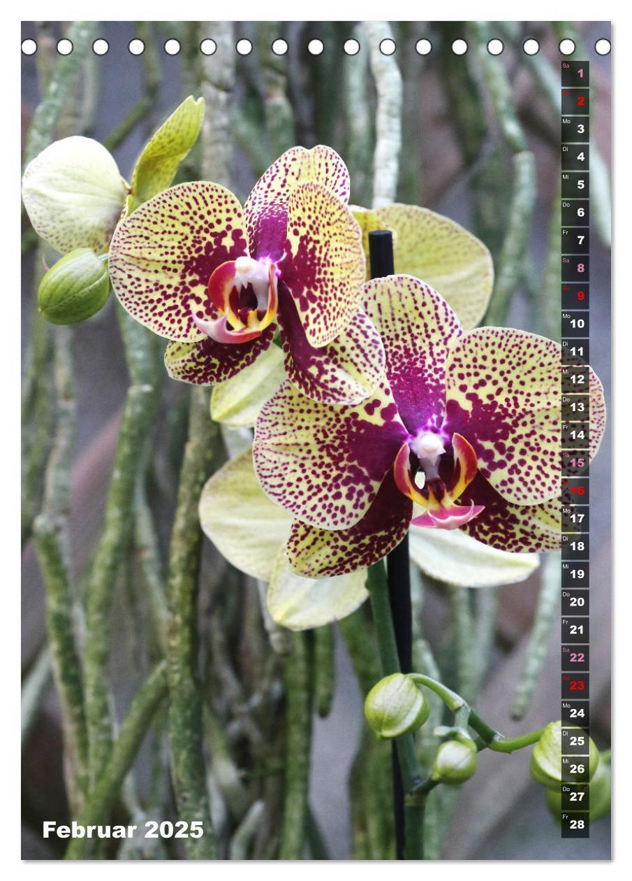 Bild: 9783435882557 | Freude an Orchideen (Tischkalender 2025 DIN A5 hoch), CALVENDO...