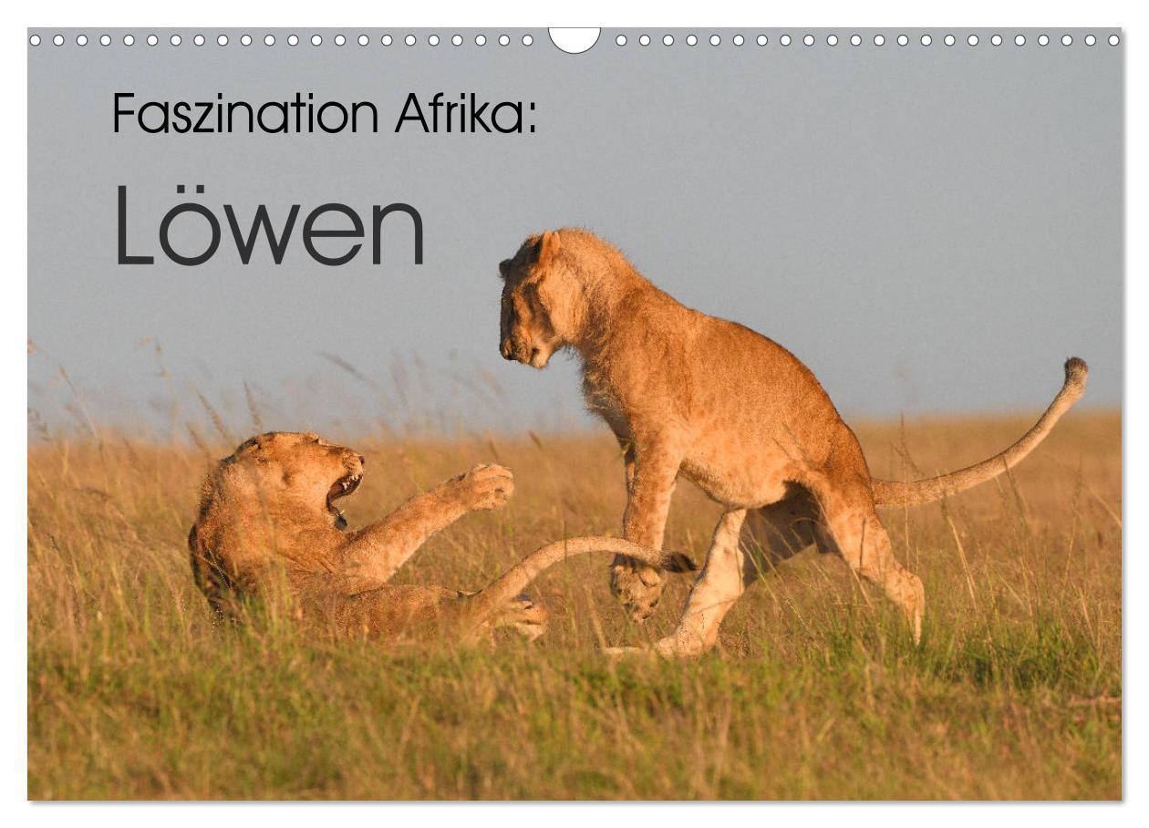 Cover: 9783435236626 | Faszination Afrika: Löwen (Wandkalender 2025 DIN A3 quer), CALVENDO...