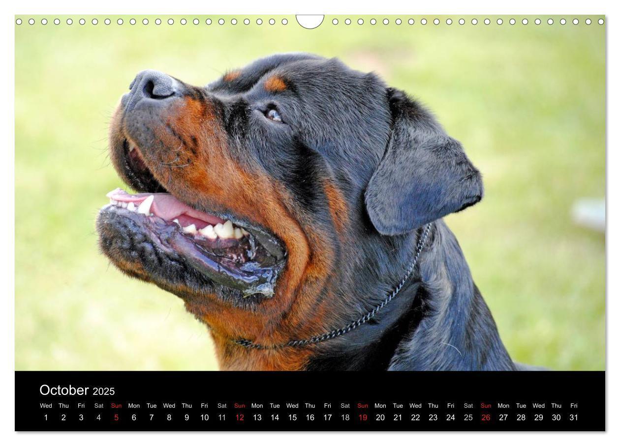 Bild: 9781325956319 | Rottweiler Portait Shots 2025 (Wall Calendar 2025 DIN A3...