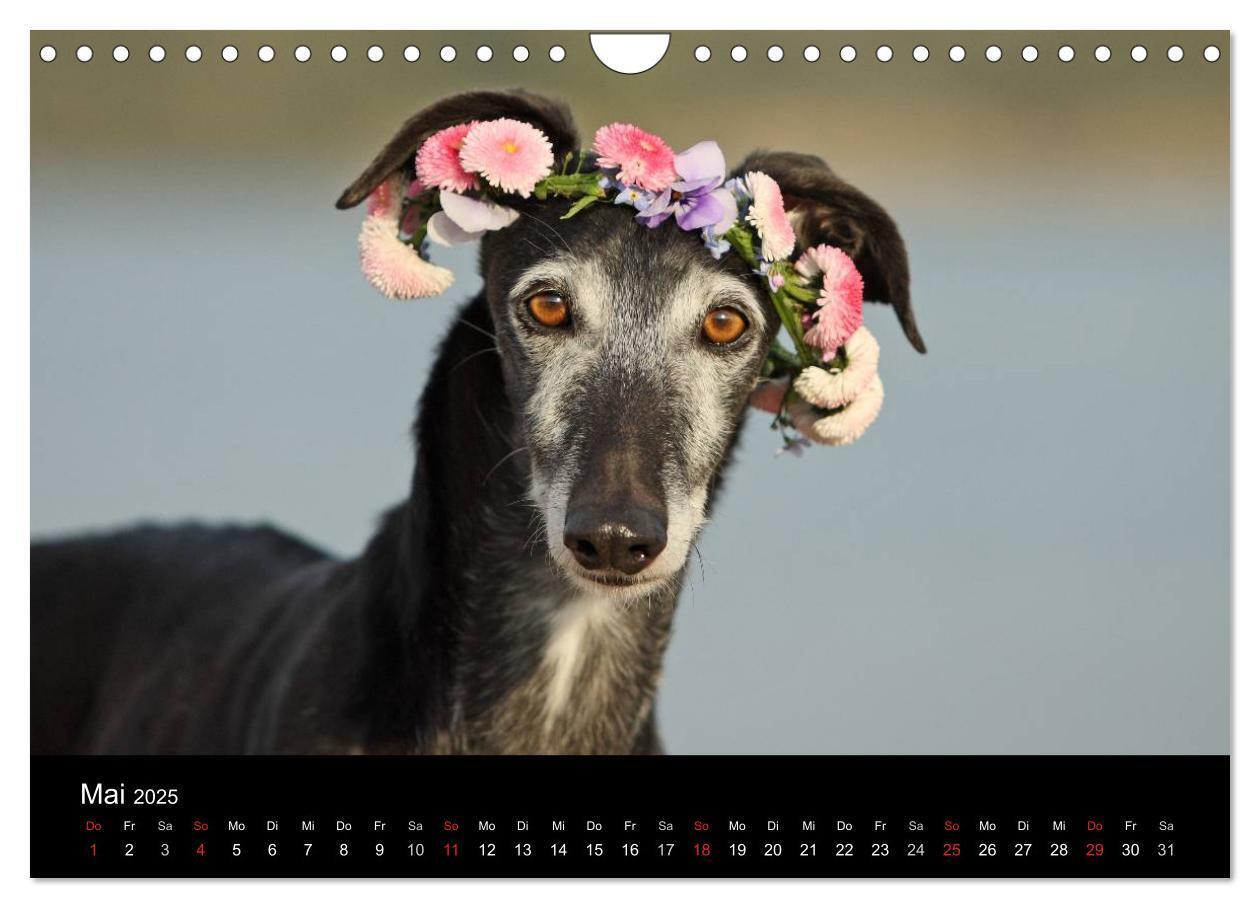 Bild: 9783435776092 | Der Windhundekalender (Wandkalender 2025 DIN A4 quer), CALVENDO...