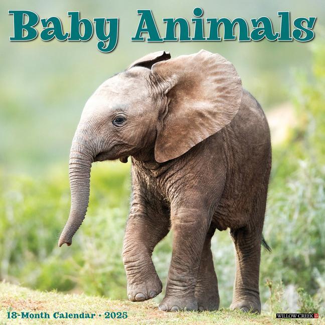 Cover: 9781549241529 | Baby Animals 2025 12 X 12 Wall Calendar | Willow Creek Press | 2025