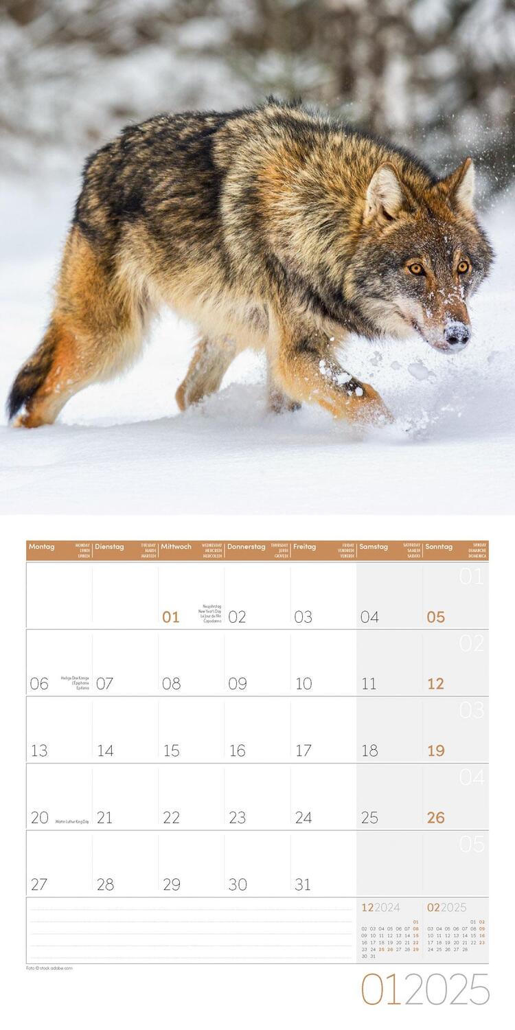 Bild: 9783838445236 | Wölfe Kalender 2025 - 30x30 | Ackermann Kunstverlag | Kalender | 28 S.