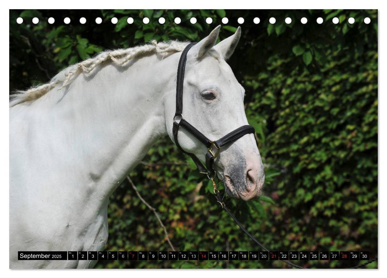 Bild: 9783435554997 | Traumpferde - Fürstliche Hofreitschule Bückeburg (Tischkalender...