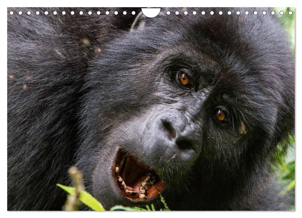 Bild: 9783435364145 | Gorillas ohne Nebel (Wandkalender 2025 DIN A4 quer), CALVENDO...