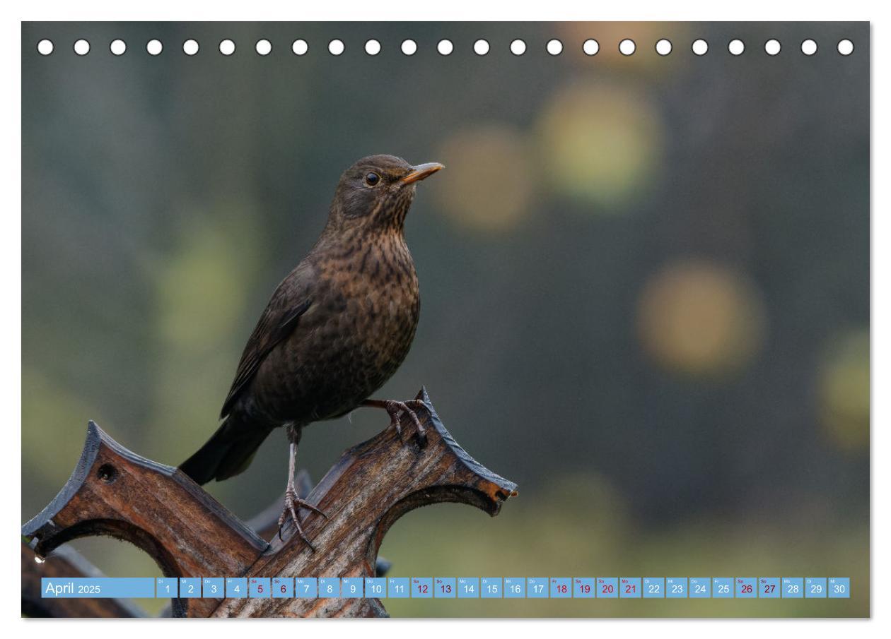 Bild: 9783435022748 | Amsel - Schwarzdrossel fotografiert von Ostfriesenfotografie...