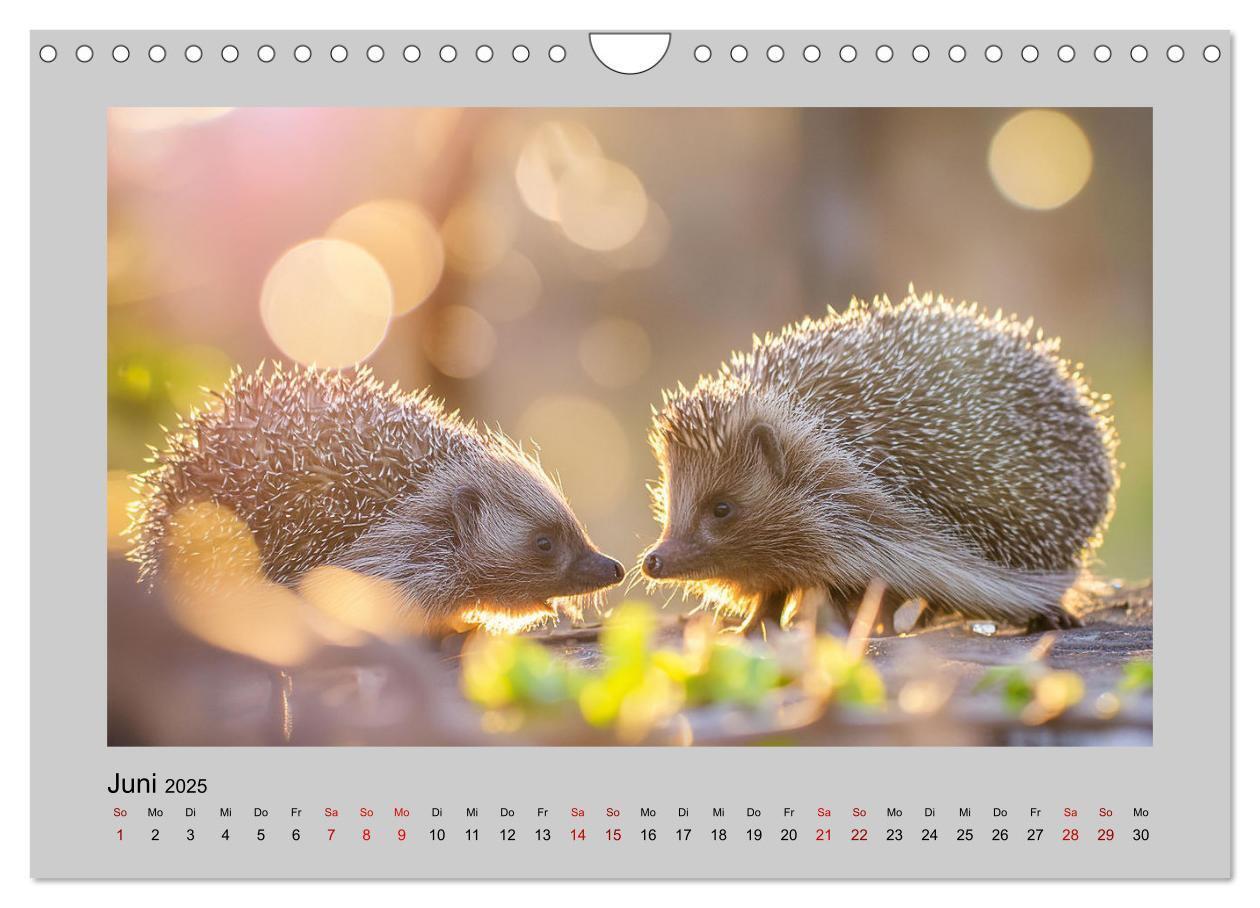 Bild: 9783435504527 | Mein Igel-Kalender (Wandkalender 2025 DIN A4 quer), CALVENDO...